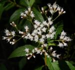 : - Ageratina ligustrina