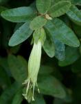 : - Correa calycina