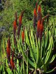 : - Aloe castanea