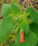 : - Kohleria elegans