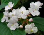 : - Luculia pinceana