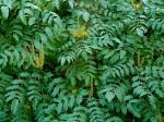 : - Mahonia duclouxiana