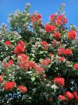 : - Metrosideros collina