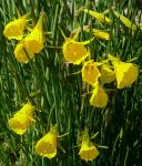 Reifrock-Narzisse-Narcissus bulbocodium