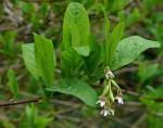 Oregonpflaume - Oemleria cerasiformis