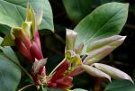 : - Oreopanax capitatus