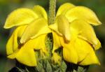 Strauchiges Brandkraut - Phlomis fruticosa