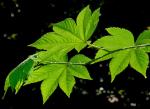 :-Rubus trifidus