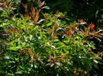 Chinesischer Fieberbaum - Sassafras tzumu