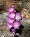 : - Sidalcea malviflora