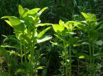 Gewöhnliche Seidenpflanze - Asclepias syriaca