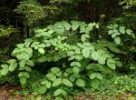 Kalifornische Aralie - Aralia californica