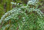 : - Coriaria nepalensis