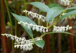 : - Gaultheria fragrantissima