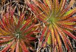 : - Hechtia texensis