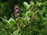 : - Psoralea strobilina