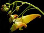 : - Impatiens omeiana