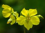 Wimperblätteriger Gilbweiderich - Lysimachia ciliata