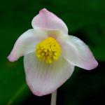 : - Begonia pinnatifida
