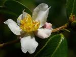 : - Camellia grijsii