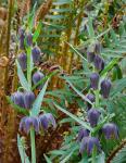 : - Fritillaria affinis var. affinis