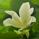 : - Magnolia macrophylla var. dealbata
