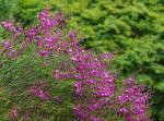: - Polygala lancifolia