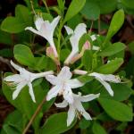 : - Rhododendron atlanticum