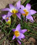 : - Romulea bulbocodium var. bulbocodium