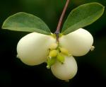 : - Symphoricarpos albus subsp. laevigatus