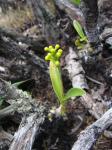 : - Polystachya micrantha