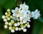 : - Viburnum lautum