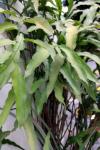 Efeutute - Epiphyllum oxypetalum