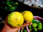 : - Citrus swinglei