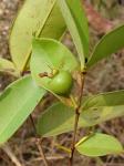 : - Psidium firmum