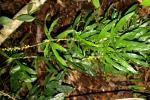 : - Dracaena porteri
