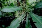 : - Greenea corymbosa