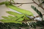 :-Albizia chinensis