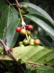Robusta-Kaffee - Coffea canephora