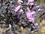 : - Andira anthelmia