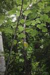 : - Cylicomorpha parviflora