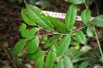 : - Ilex mitis
