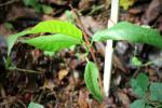 : - Milicia excelsa