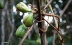: - Paullinia pinnata
