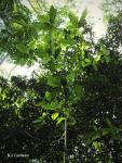 : - Aoranthe penduliflora