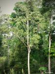 :-Chrysophyllum perpulchrum