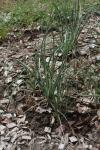Gelber Affodill - Asphodeline lutea