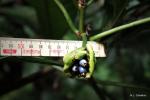 : - Psychotria megalocarpa