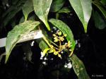 : - Vepris nobilis