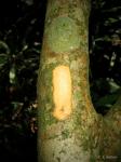 : - Turraea holstii